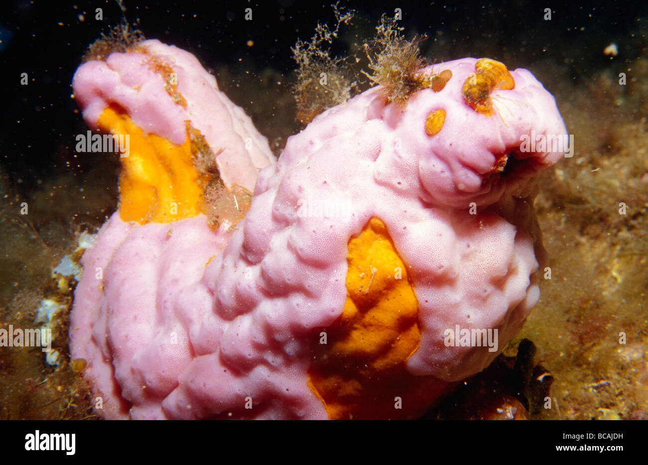 Una esponja rosa brillante desde el filo Porifera adorna un arrecife de coral. Foto de stock