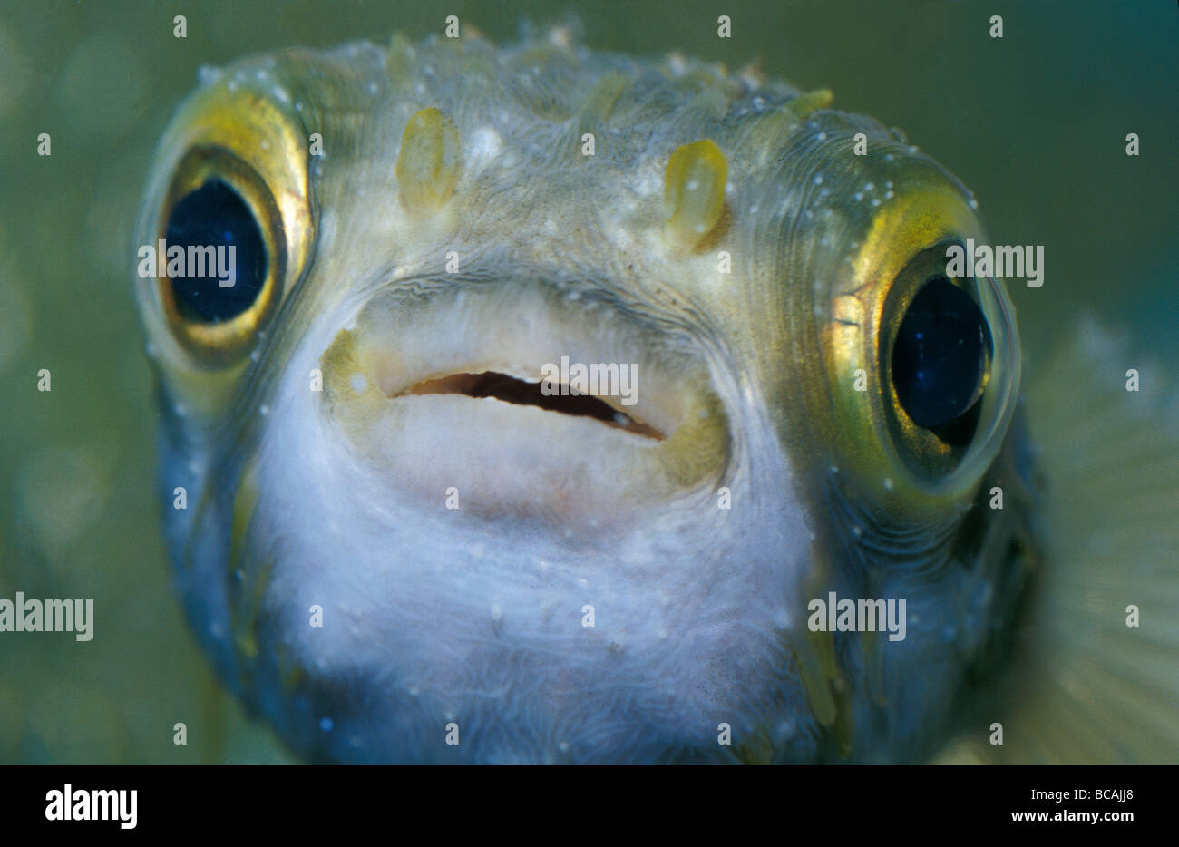 Un Pez Globo también conocida como un pez globo, con sus grandes ojos y labios. Foto de stock