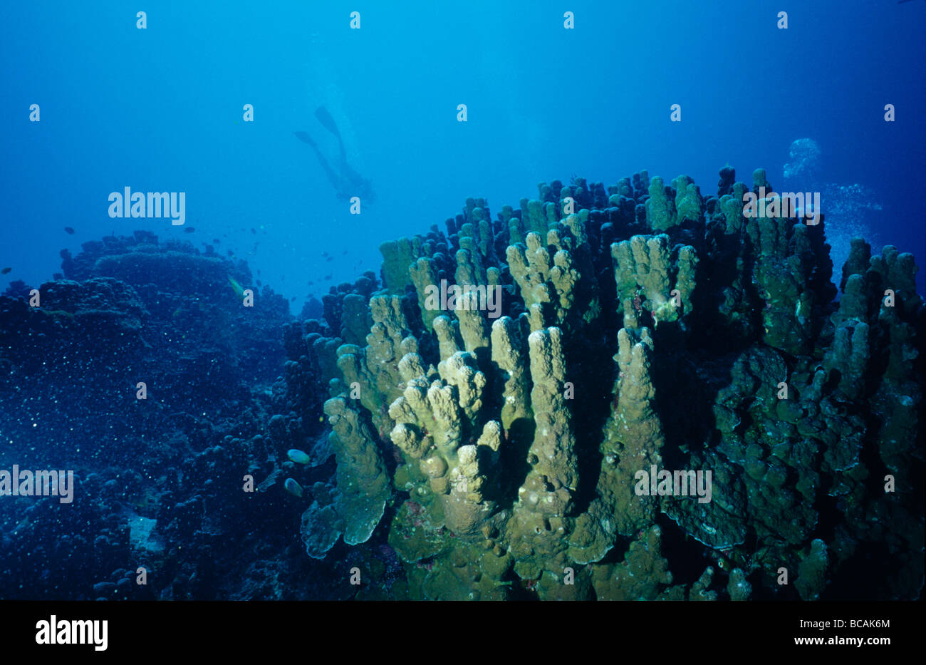 Un coral afloramiento de cabeza y un buzo nadando en la distancia. Foto de stock