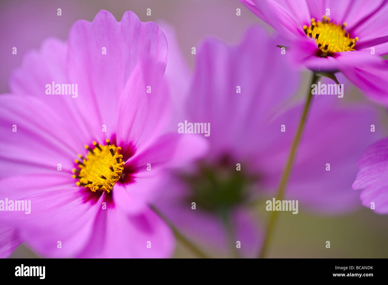 La radiancia cultivado cosmos es un miembro de la familia Aster. Tiene grandes 2-2.5' flores de diversos colores. Esta variedad crecerá 4-5 pies de altura. Foto de stock