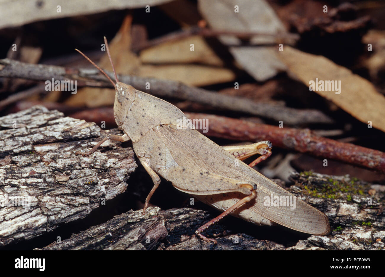 Un gran bien camuflados hoja como Grasshopper escondidos en la hojarasca. Foto de stock