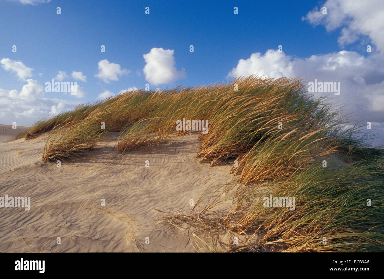 El viento sopla matas de pasto precariamente conectado a una duna de arena. Foto de stock