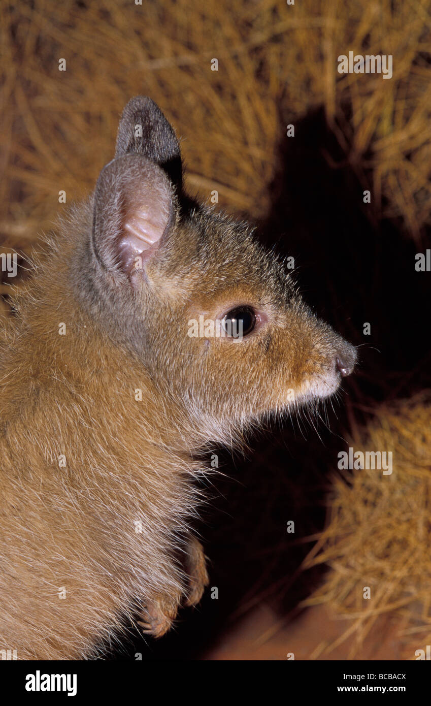 Retrato de un perfil críticamente amenazadas Hare-Wallaby Rufo, Mala. Foto de stock
