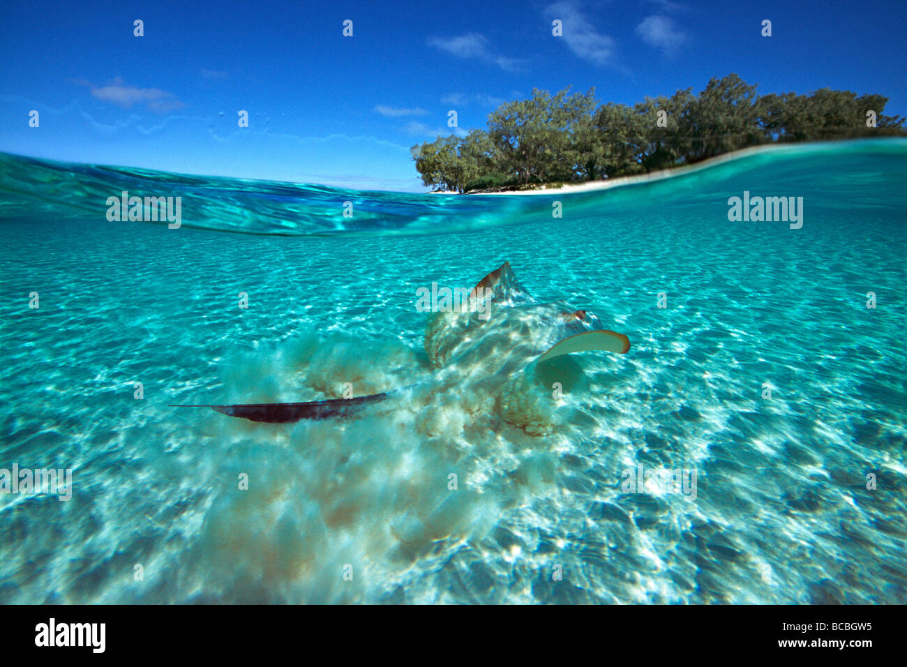 Stingray en Heron Island Gran Barrera de Coral de Australia Foto de stock