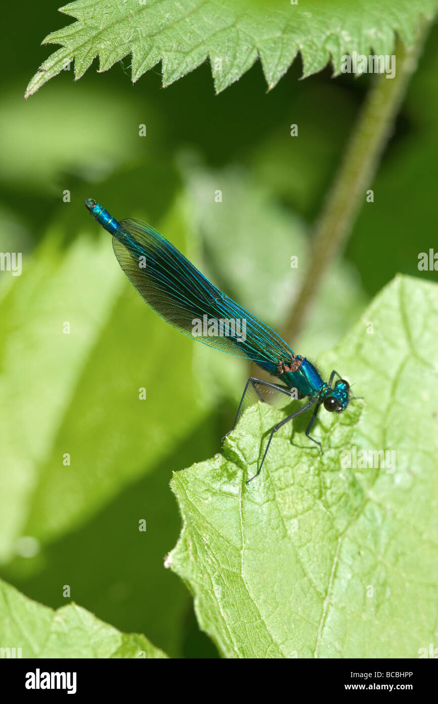 Bandas Demoiselle Agrion splendens macho adulto en reposo sobre una hoja de ortiga Foto de stock