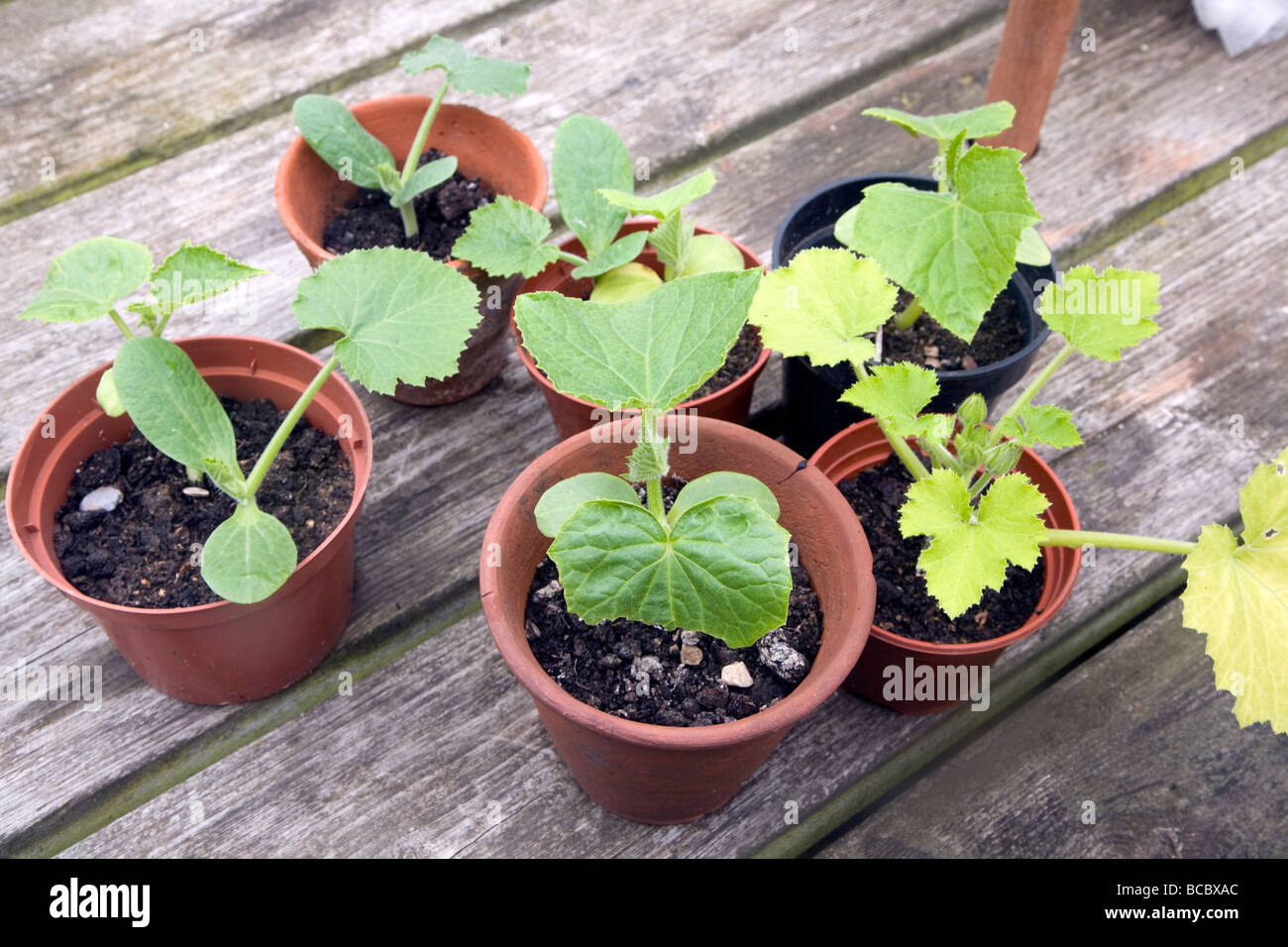 Los calabacines y las plantas de pepino en macetas Fotografía de stock -  Alamy