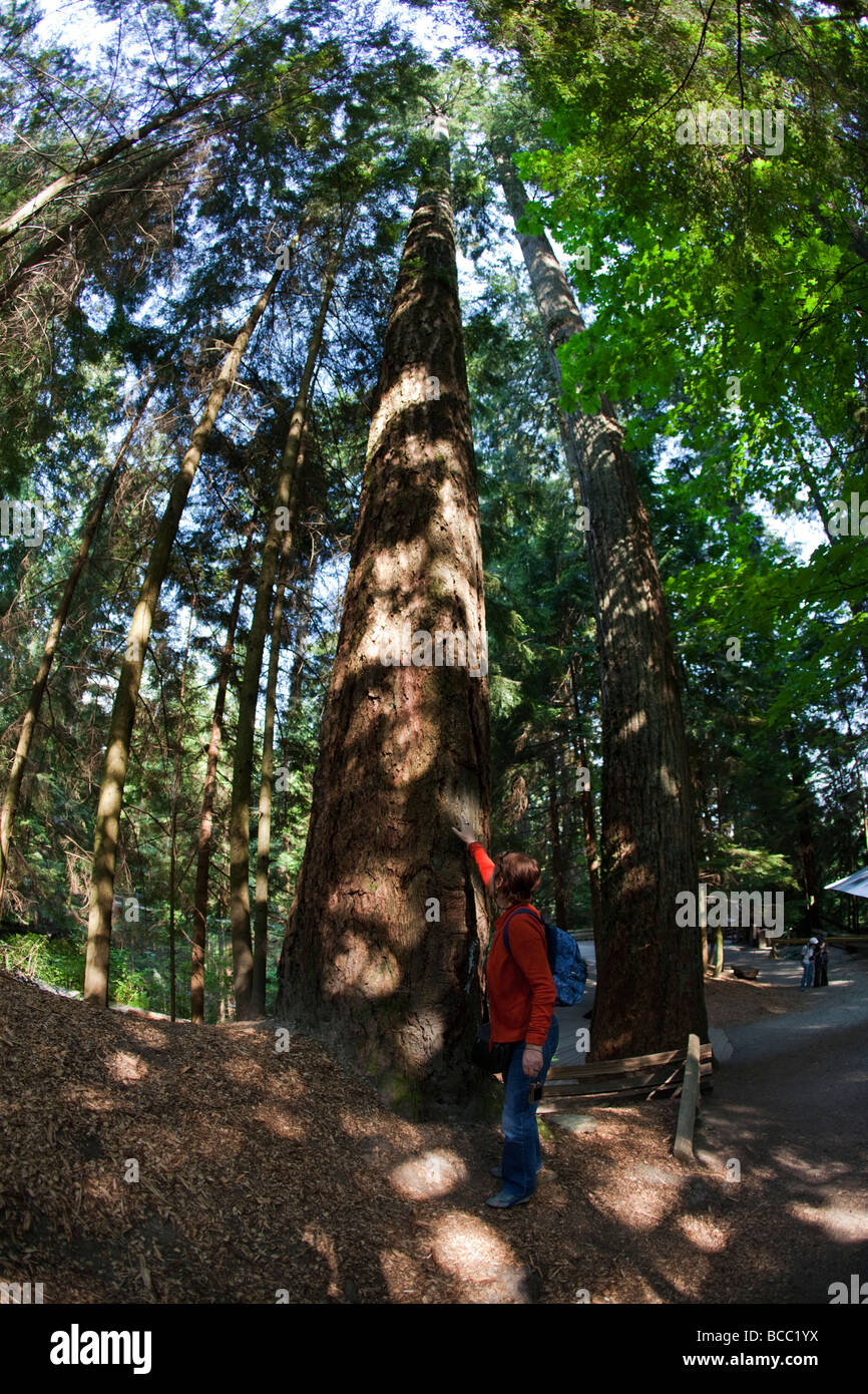 Lynn Canyon Big Doug Douglas Fir gigante en el bosque lluvioso cerca del Capilano Suspension Bridge Vancouver Canadá América del Norte Foto de stock