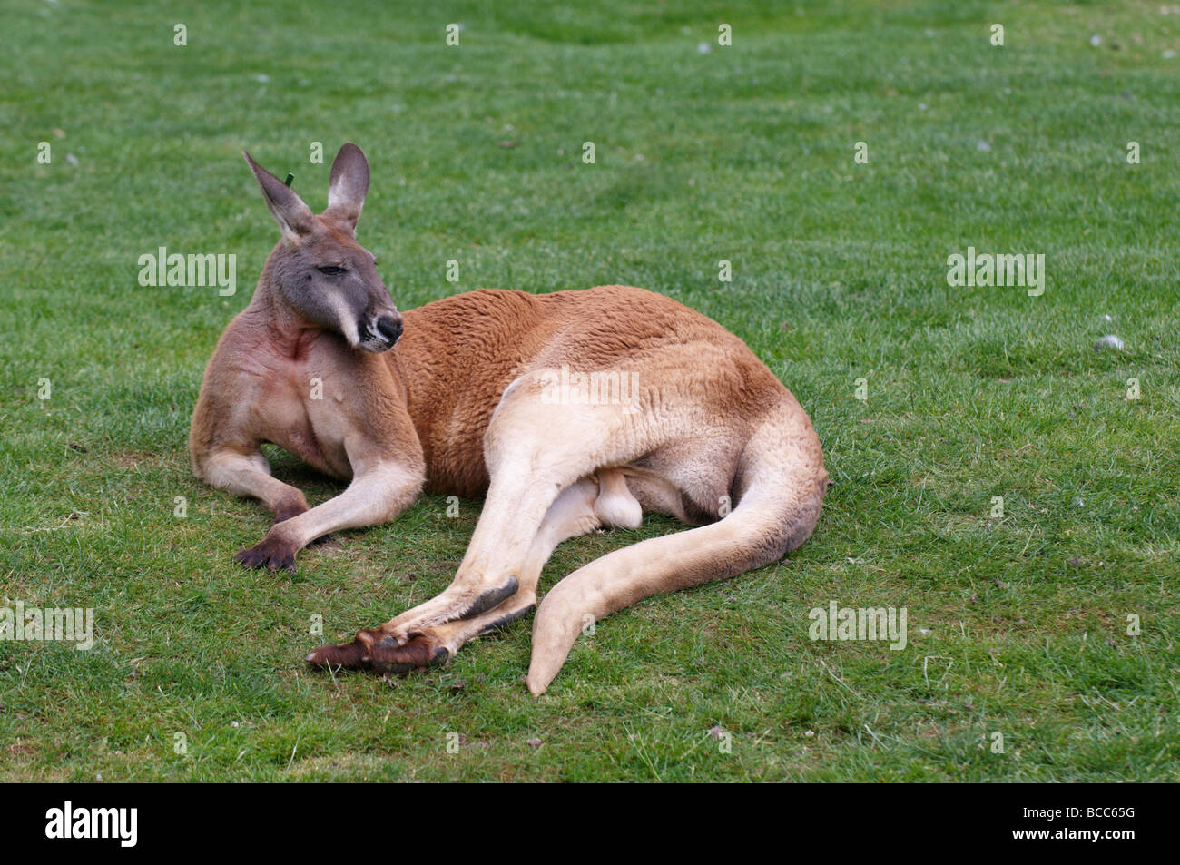 Kangaroo Zoo descansando lavado Macropodidae macropods marsupiales Foto de stock