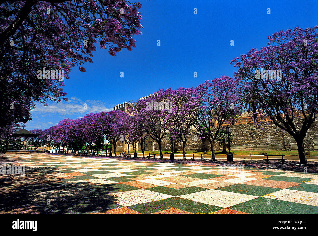 España, Andalucía, Jerez de la Frontera, Jacaranda árbol florecen ...