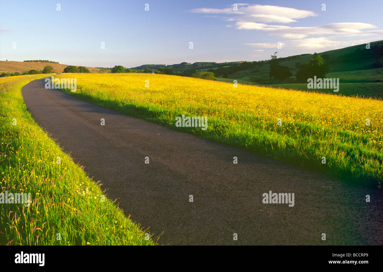Annandale, un sendero de largo recorrido verano un sinuoso camino conduce a través de un amarillo los campos de ranúnculos cerca Moffat Escocia UK Foto de stock