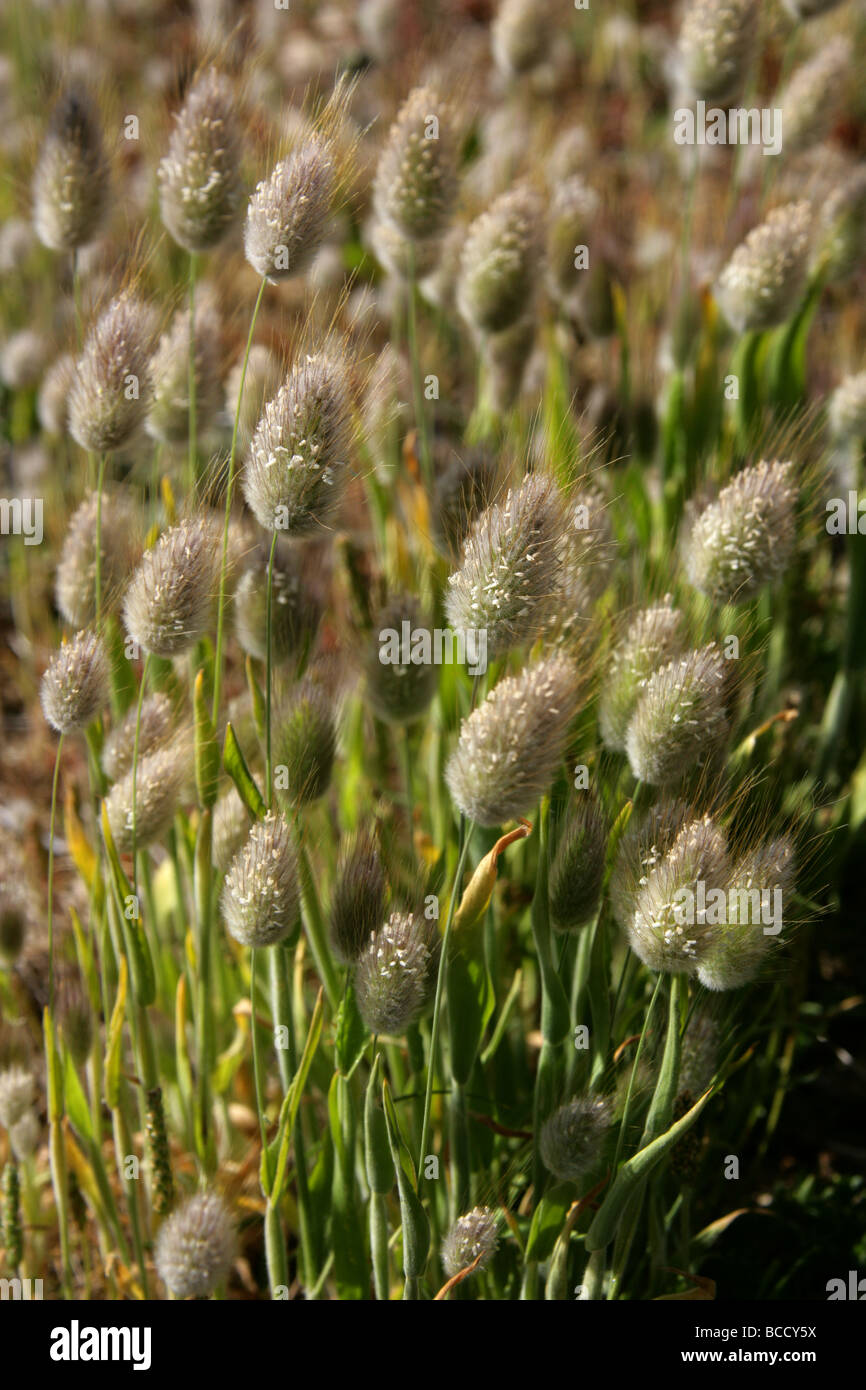 Hierba De La Cola De La Liebre, Lagurus Ovatus, Poaceae. Creciendo En Dunas De Arena Cerca De Dungeness, Kent, Reino Unido. Foto de stock