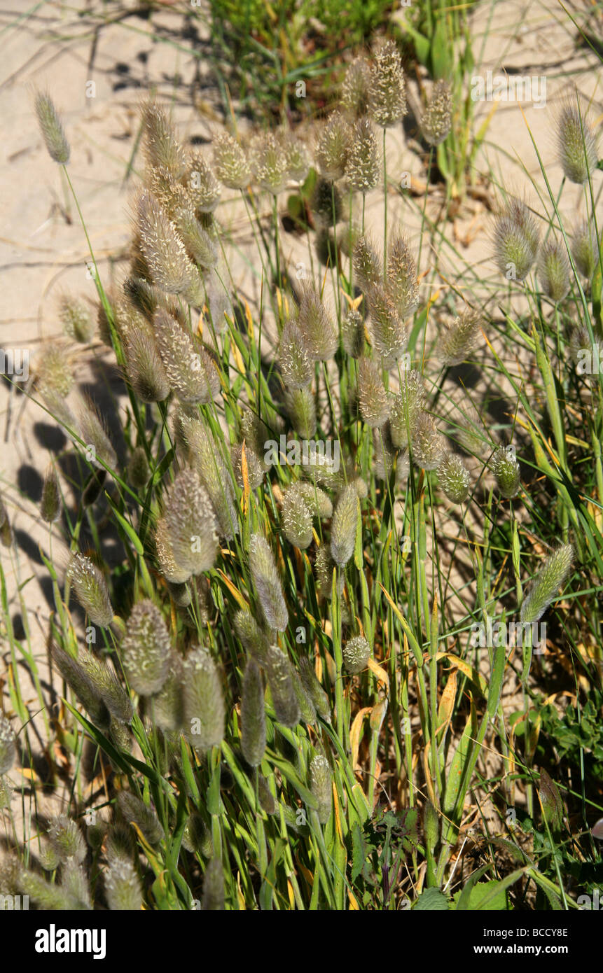 Hierba De La Cola De La Liebre, Lagurus Ovatus, Poaceae. Creciendo En Dunas De Arena Cerca De Dungeness, Kent, Reino Unido. Foto de stock