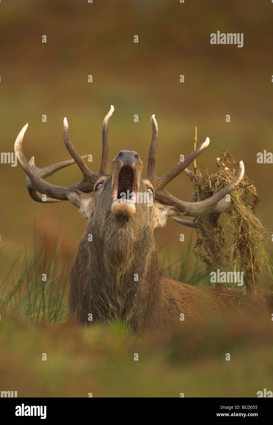 Ciervo rojo (Cervus elaphus) stag rugiendo durante la rutina otoñal. Bradgate Park. Leicestershire. UK Foto de stock