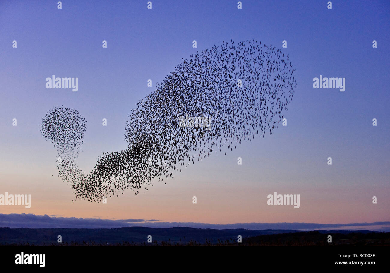 Starling (Sturnus vulgaris) Grey en vuelo al atardecer para invierno roost. Gloucestershire Foto de stock