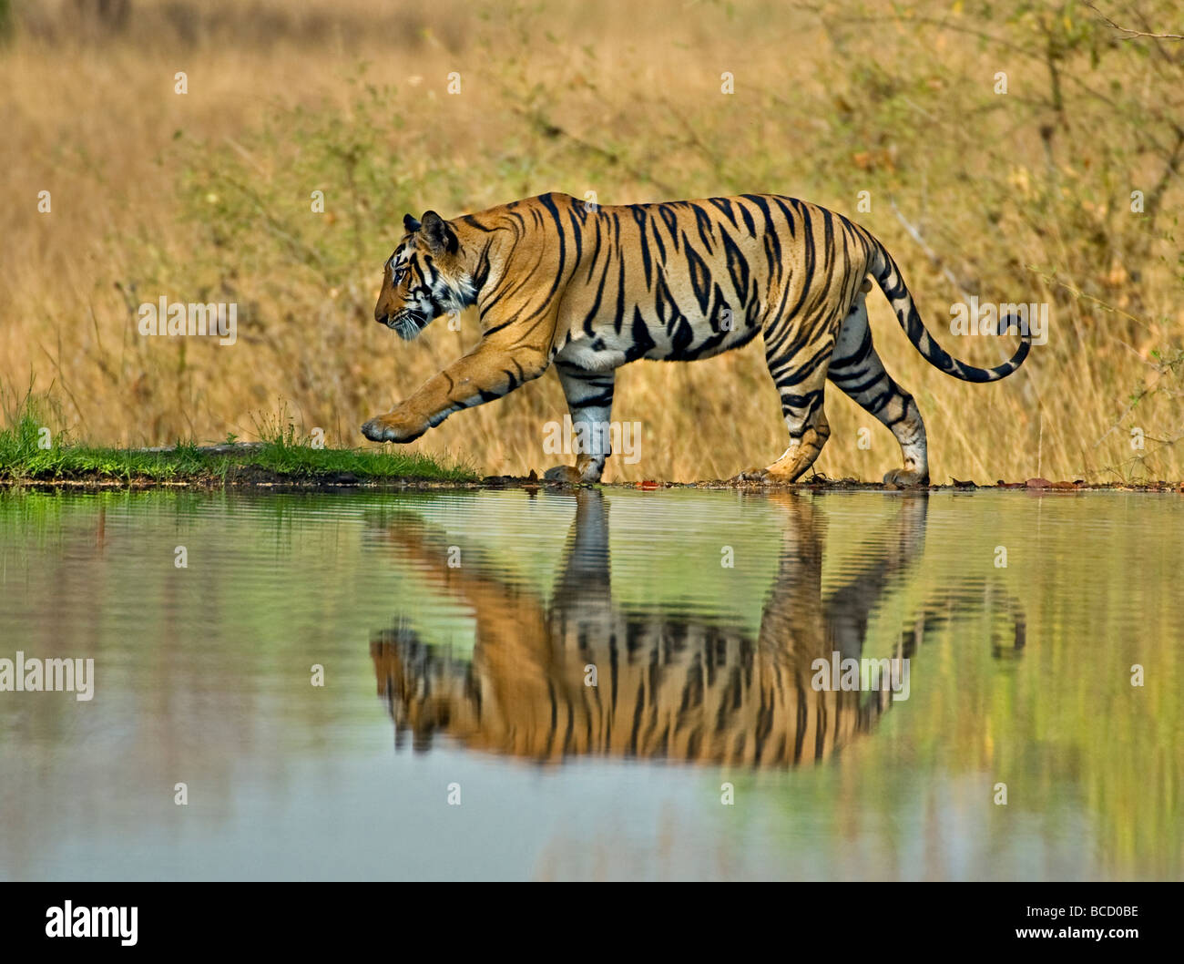 Jogo do tigre imagem de stock. Imagem de respingo, lago - 26669937