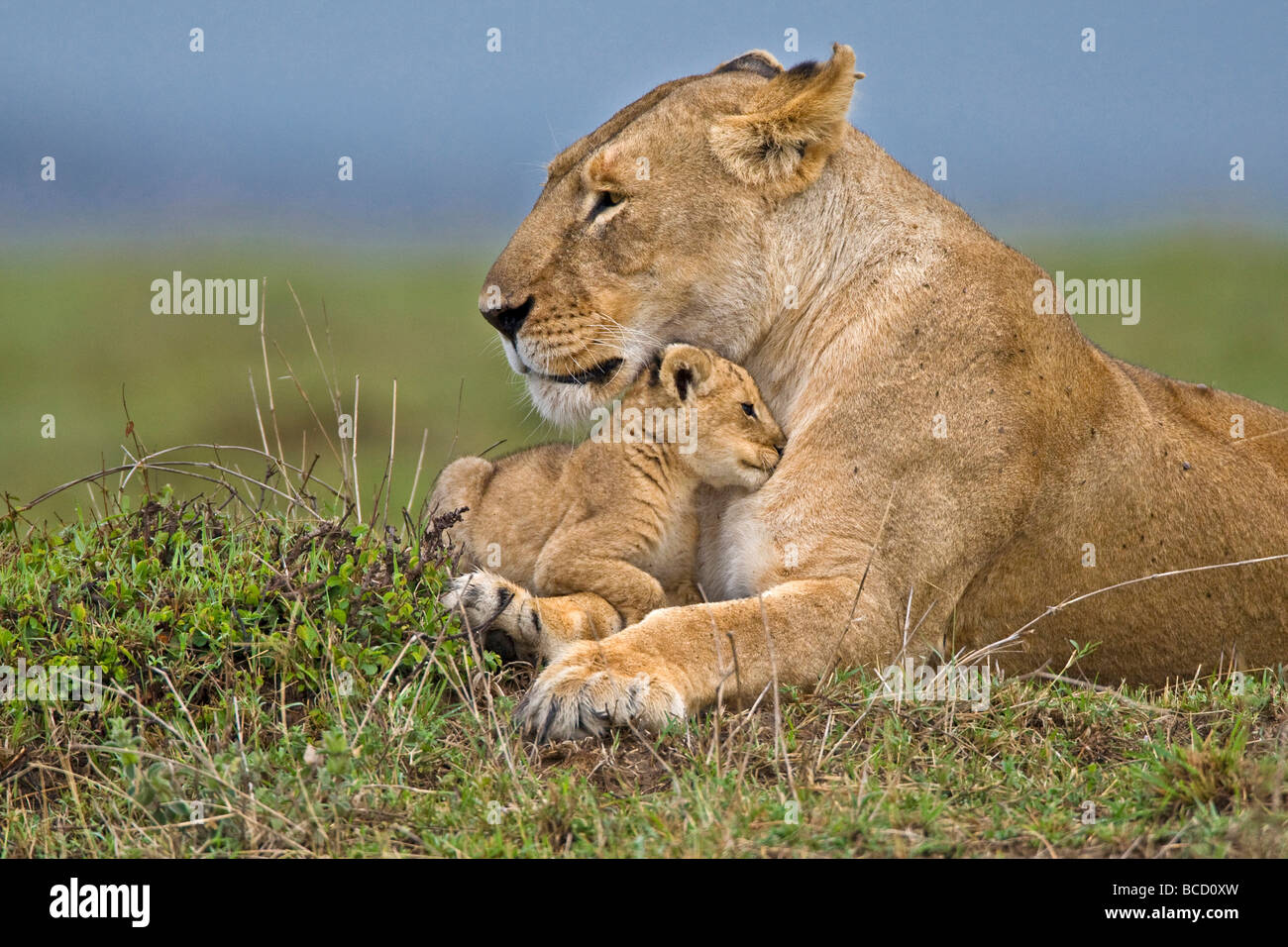 León Africano (Panthera leo) y la madre muy joven cachorro. Masai Mara. Kenya. África Foto de stock