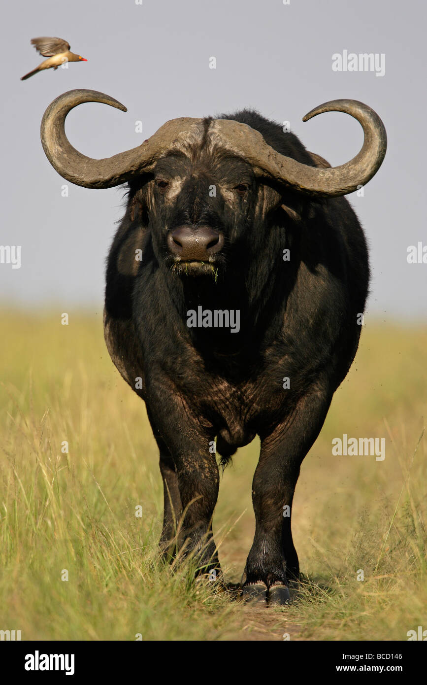 El búfalo africano (Syncerus caffer). Masai-Mara reserva de caza. Kenya Foto de stock