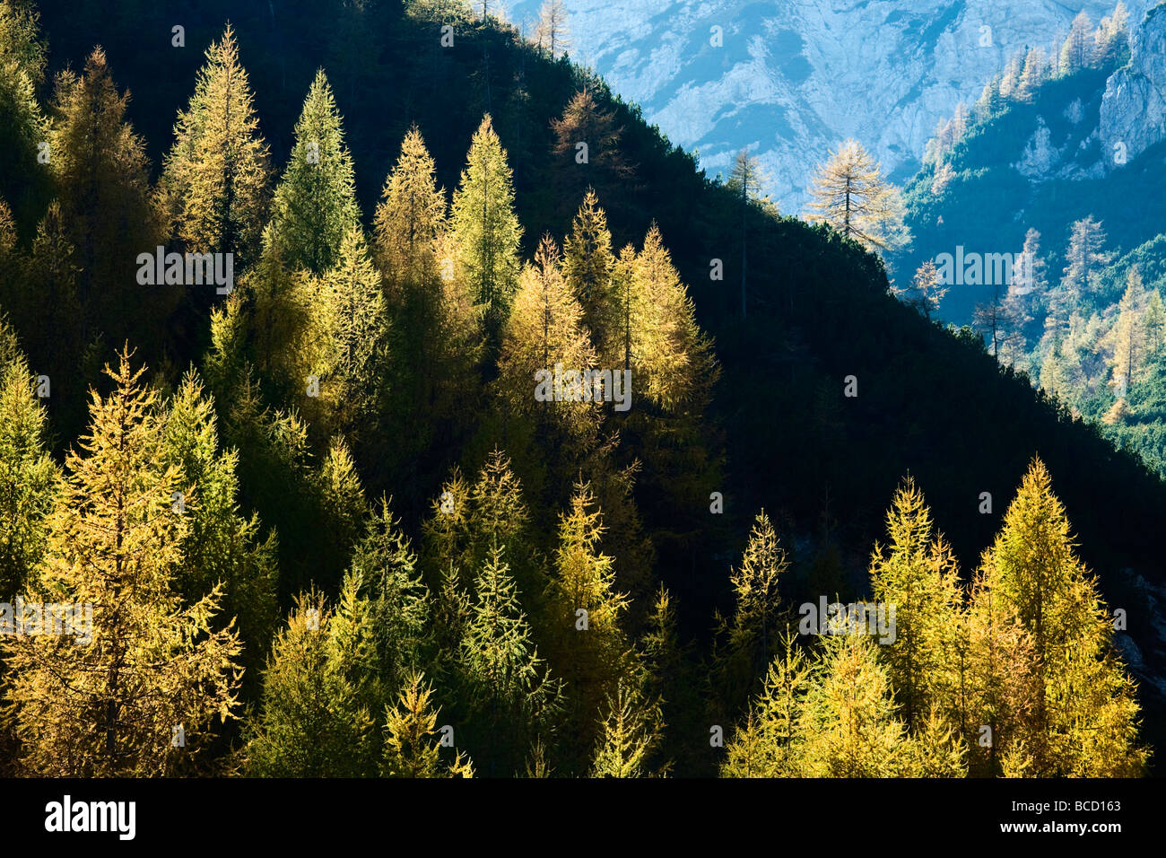 Alerces en otoño. Visic Pass. El Parque Nacional de Triglav. Alpes Julianos. Eslovenia Foto de stock