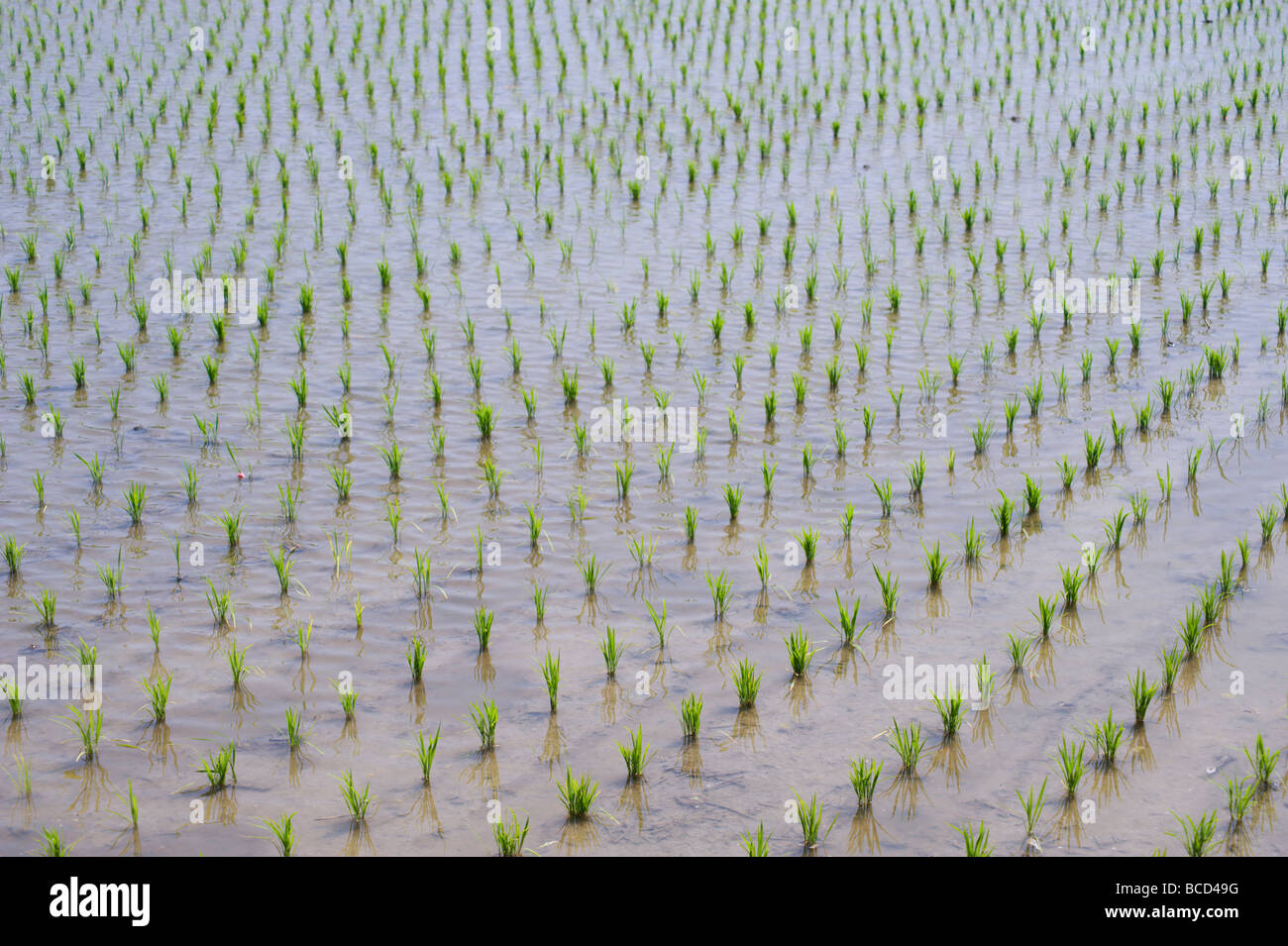 El arroz recién plantados en un campo de arroz inundado Shikoku Japón Foto de stock