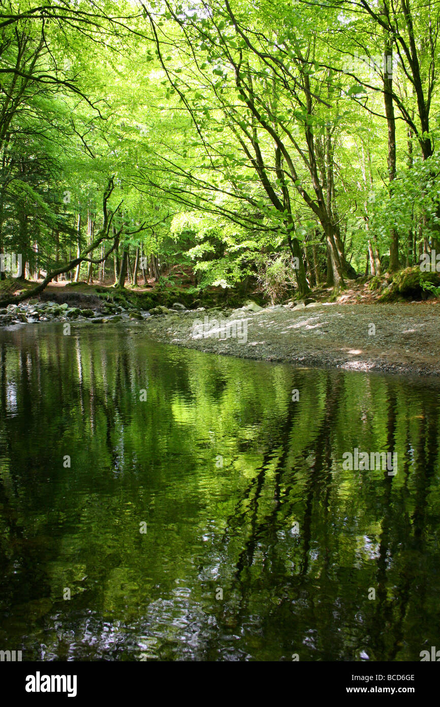 Th Shimna río que fluye suavemente entre los árboles en Tollymore Park, Condado de Down, Irlanda del Norte Foto de stock