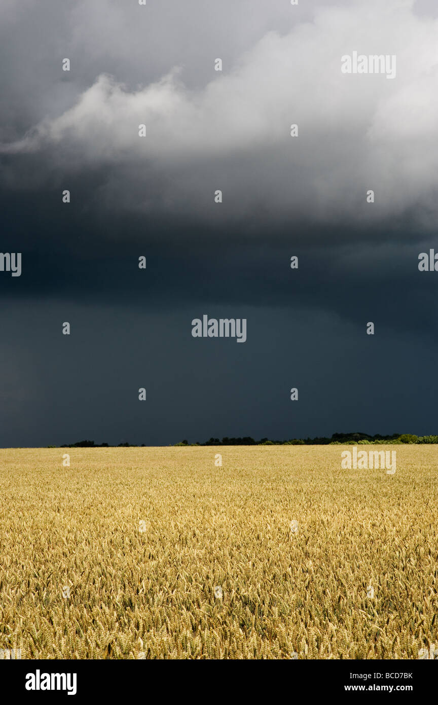 Campo de trigo contra un cielo tormentoso en la campiña inglesa Foto de stock
