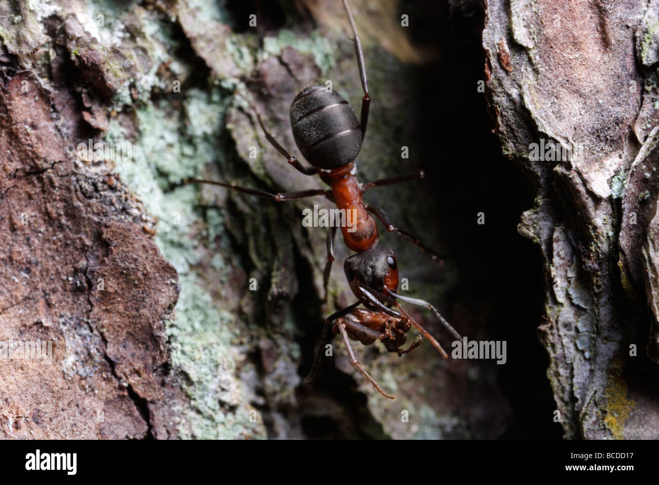 Formica rufa, el sur de la hormiga de madera o caballo ant. Un trabajador llevar presa. Foto de stock