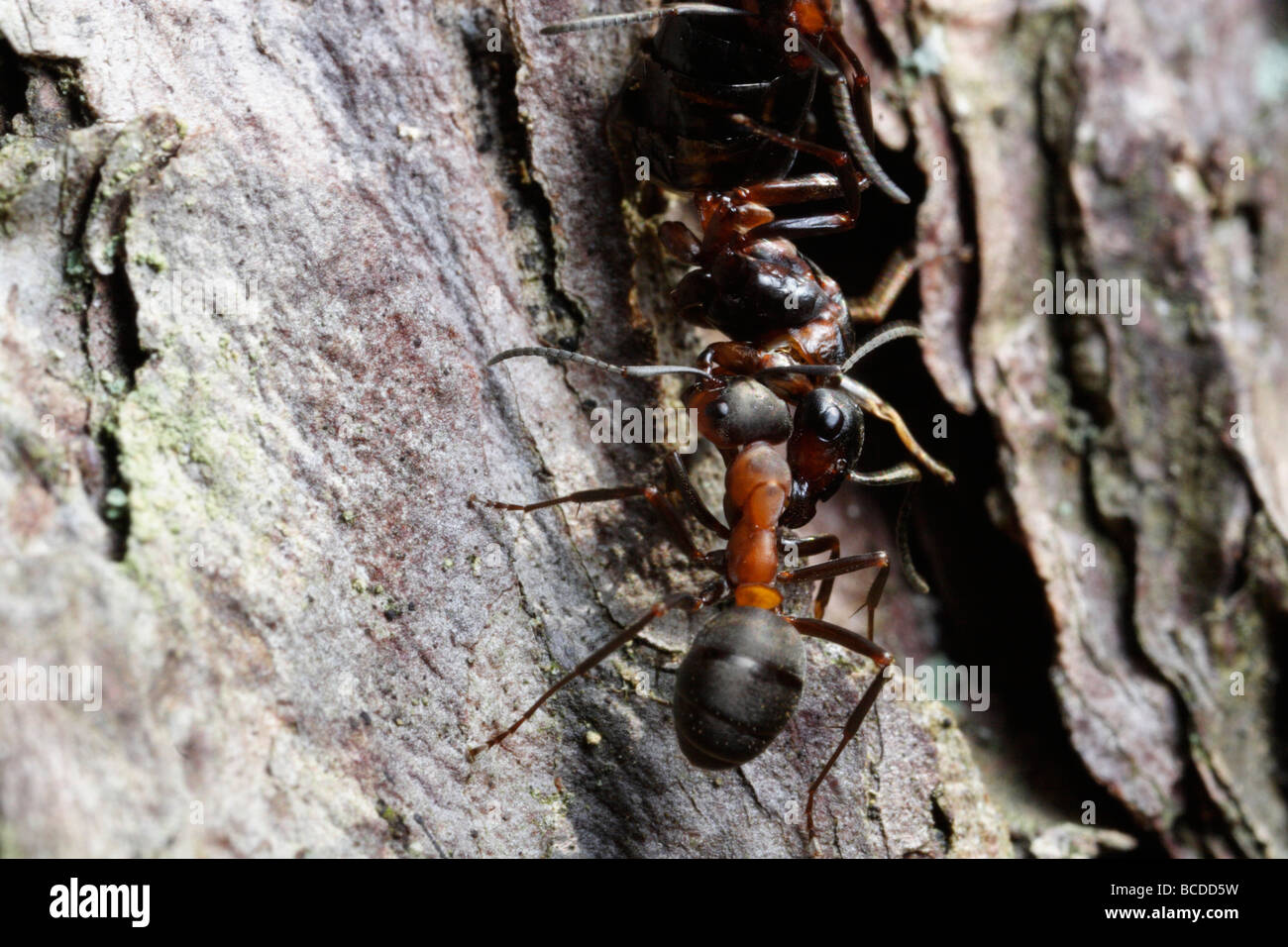 Formica rufa, el sur de la hormiga de madera o caballo ant. Dos trabajadores que llevan presa. Foto de stock