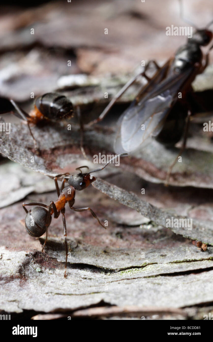 Formica rufa, el sur de la hormiga de madera o caballo ant. Dos trabajadores son disipar una hembra alada. Foto de stock