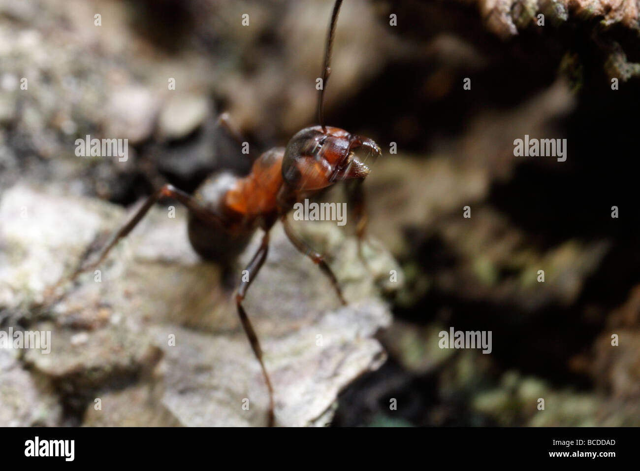 Formica rufa, el sur de la hormiga hormiga de madera o de caballo, amenazando el visor (desenfoque de movimiento). Foto de stock