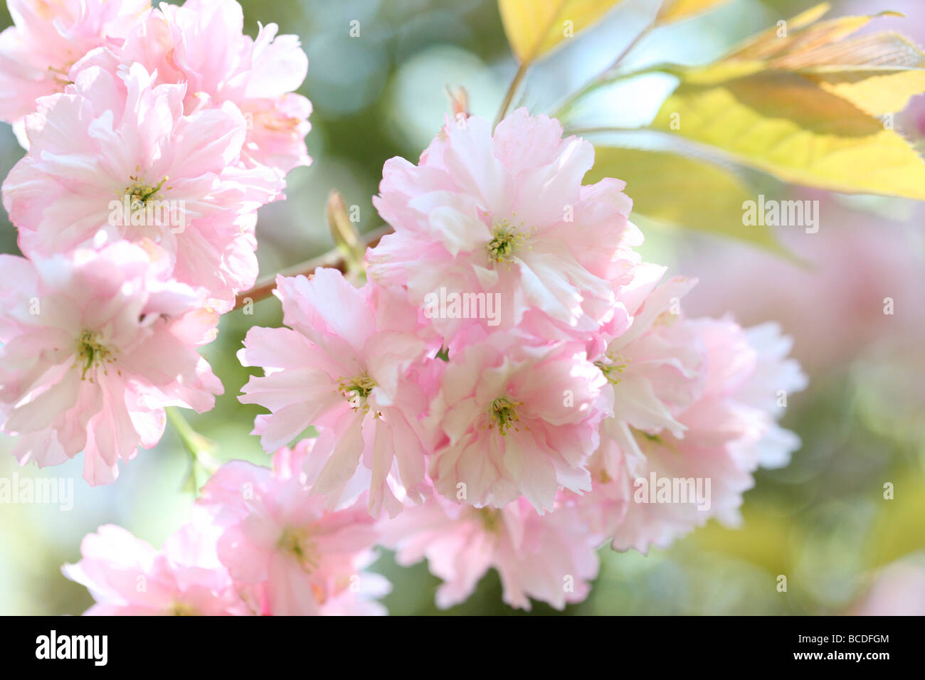 El sabor de la primavera flor de CEREZO JAPONÉS prunus shirofugen fotografía artística Jane Ann Butler Fotografía JABP459 Foto de stock