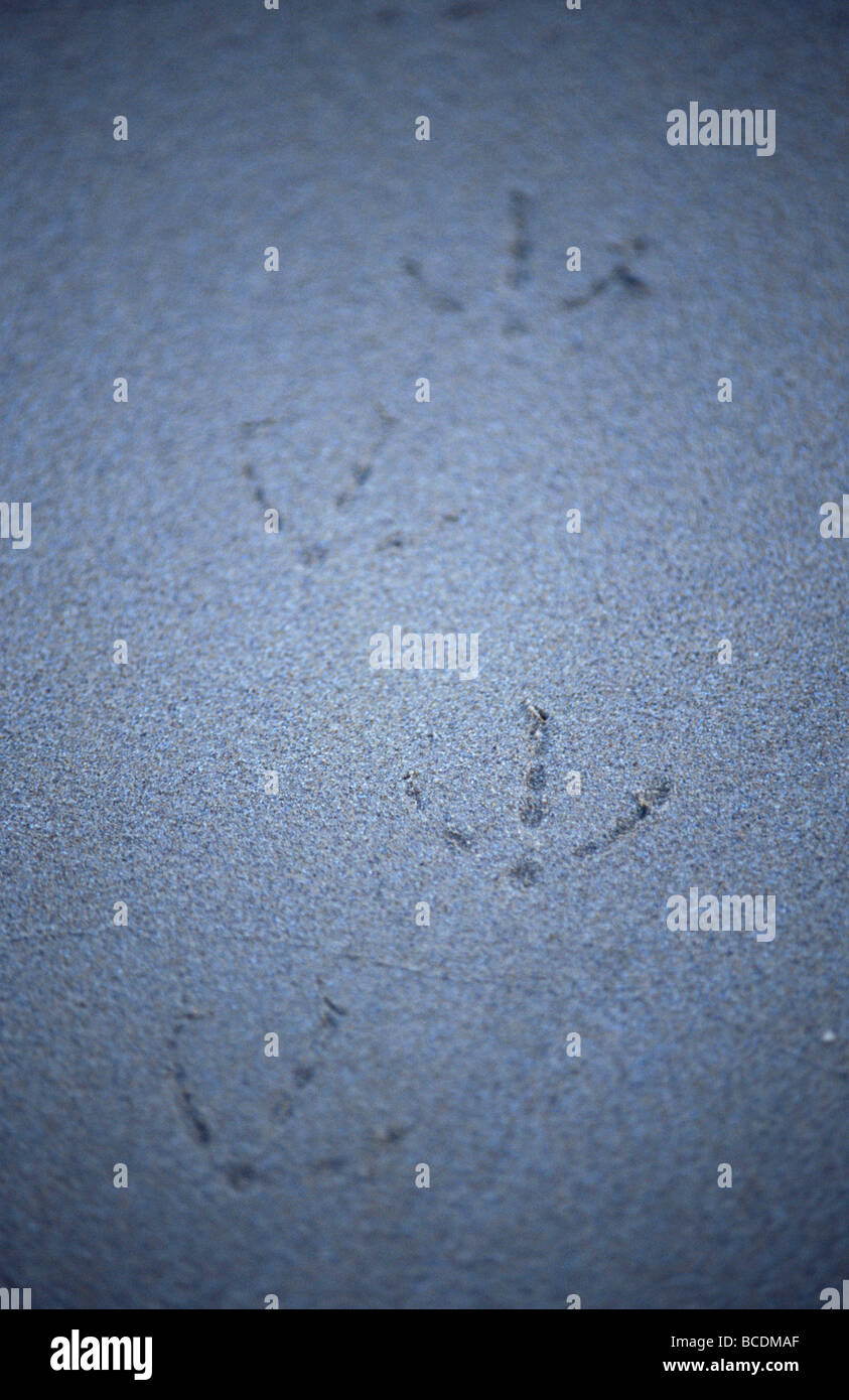 Las huellas de un niño pacífico de forrajeo de gaviota a lo largo de una playa. Foto de stock