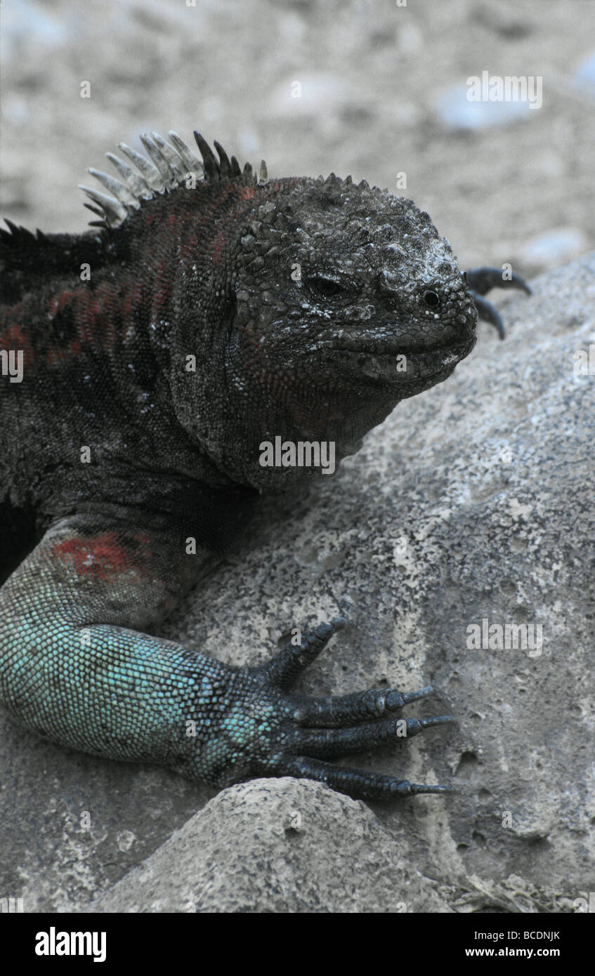 Primer plano de big fat morsa hocico y la mano humana sobre ella Fotografía  de stock - Alamy