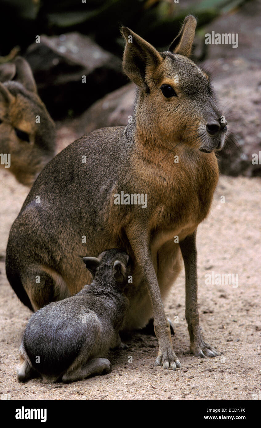 Un Cavy patagónico, aka Mara, es un roedor que muerde su descendencia. Foto de stock