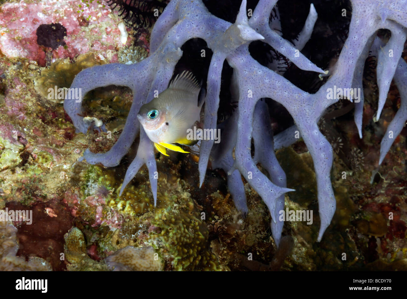 Este Obicular damiselas no se alejan mucho de su hogar en un arrecife de  coral en el mar de flores cerca de la isla de Komodo, Indonesia Fotografía  de stock - Alamy