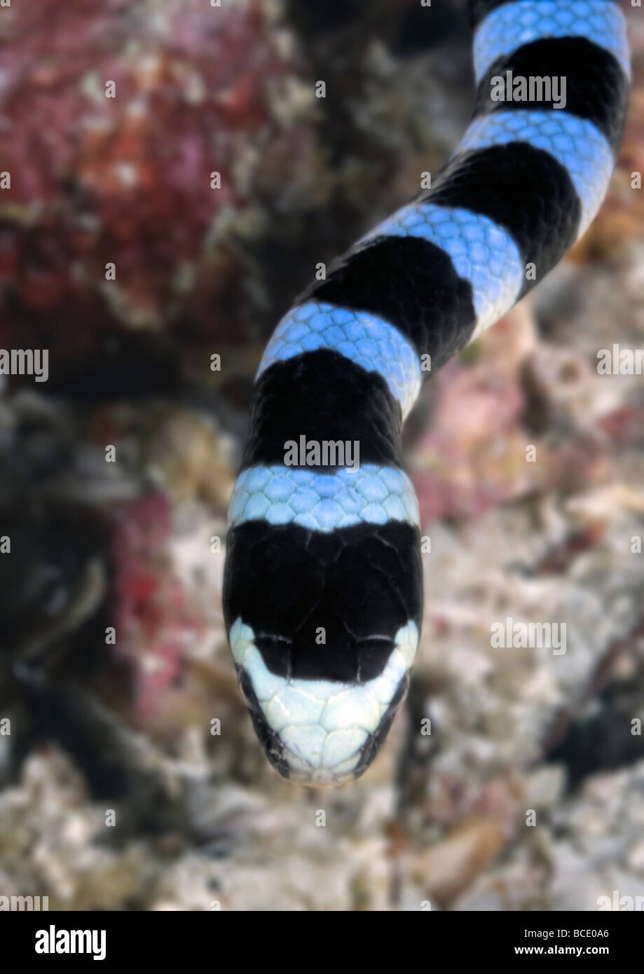Un disparo a la cabeza de una serpiente coral, al seguir su camino a lo largo de un arrecife de coral en el mar de flores cerca de la isla de Komodo, Indonesia. Foto de stock
