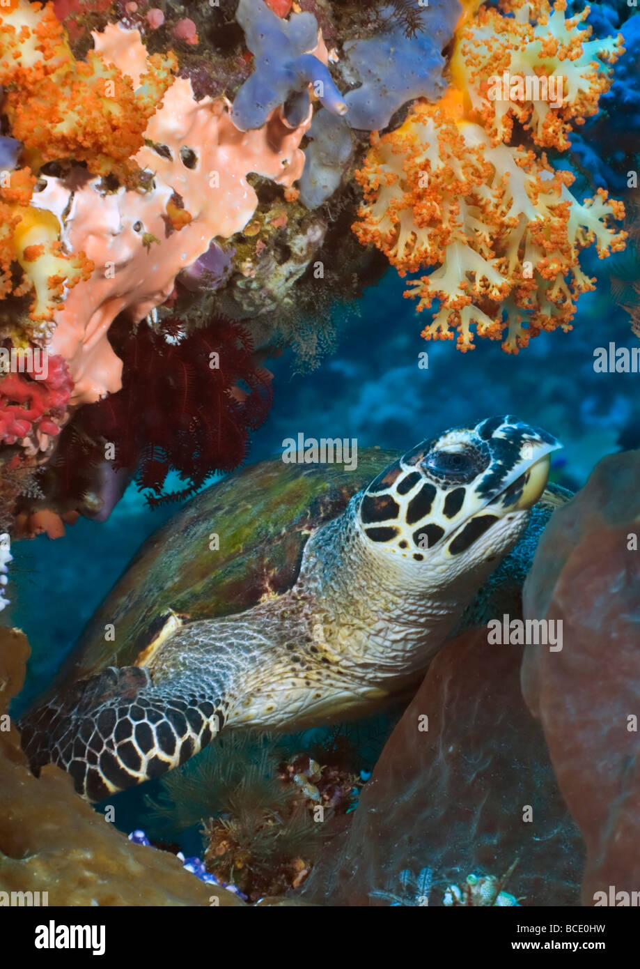 Una tortuga de mar verde entre los restos en un arrecife de coral cerca de la isla de Komodo en el mar de flores, en Indonesia. Foto de stock