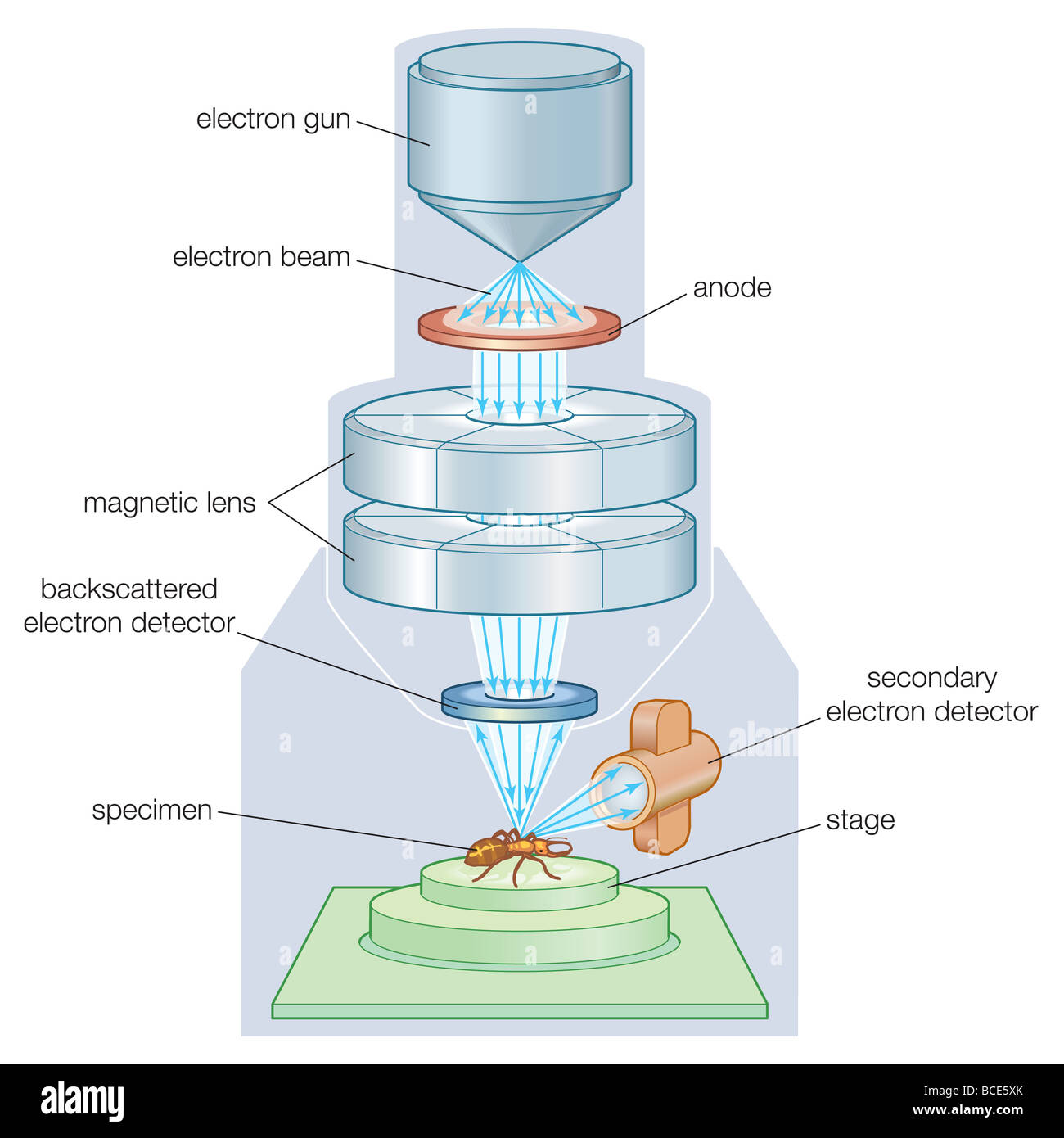 Los componentes de un microscopio electrónico de barrido (SEM Fotografía de  stock - Alamy