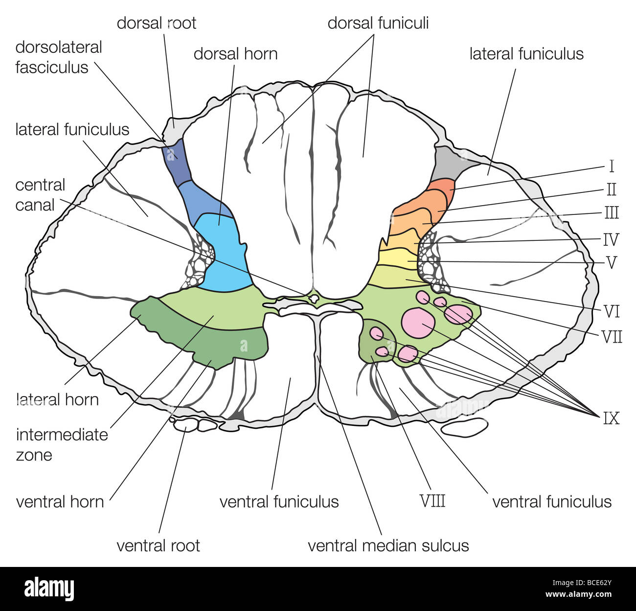 Una sección transversal de la parte inferior del segmento cervical de la médula espinal, mostrando cytoarchitectural laminación. Foto de stock