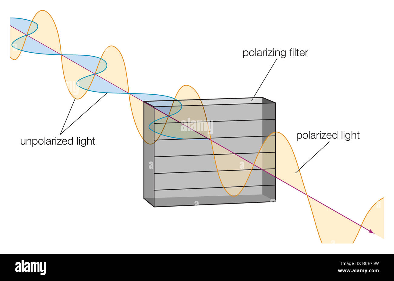 Las ondas de luz que coinciden con la orientación de las moléculas de un filtro polarizador son absorbidas, reduciendo la intensidad de la luz. Foto de stock