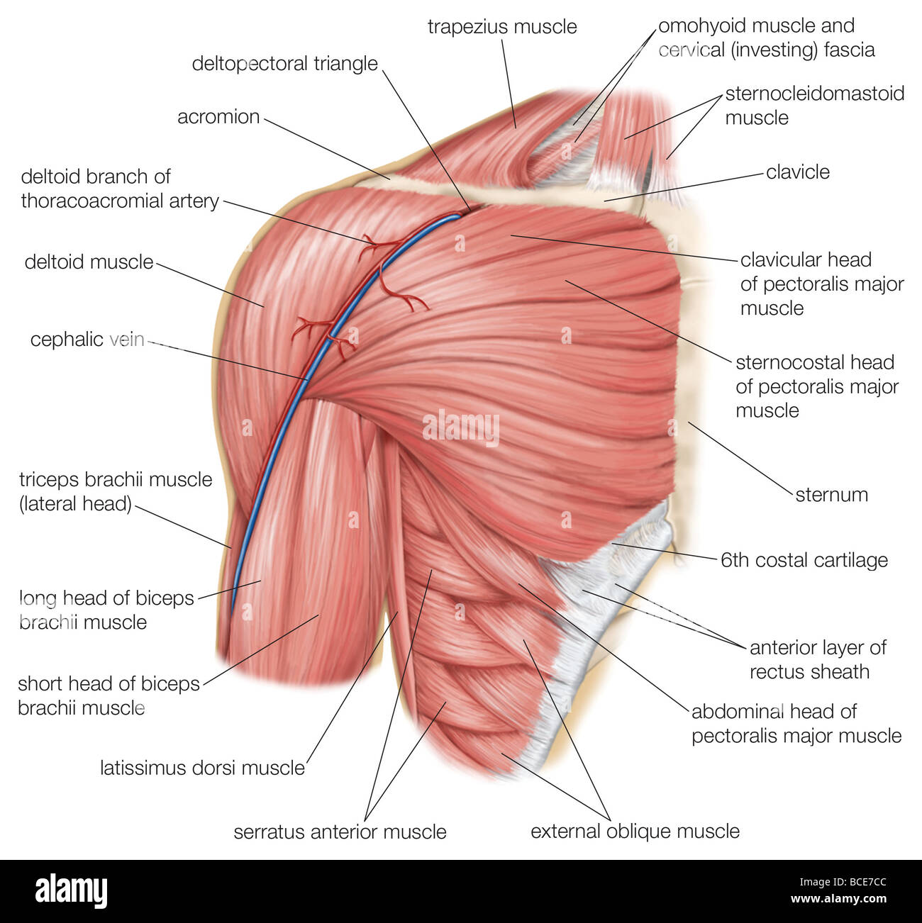 Los M Sculos Del Hombro Humano As Como La Vena Y Arteria Thoracoacromial Cef Lica Fotograf A