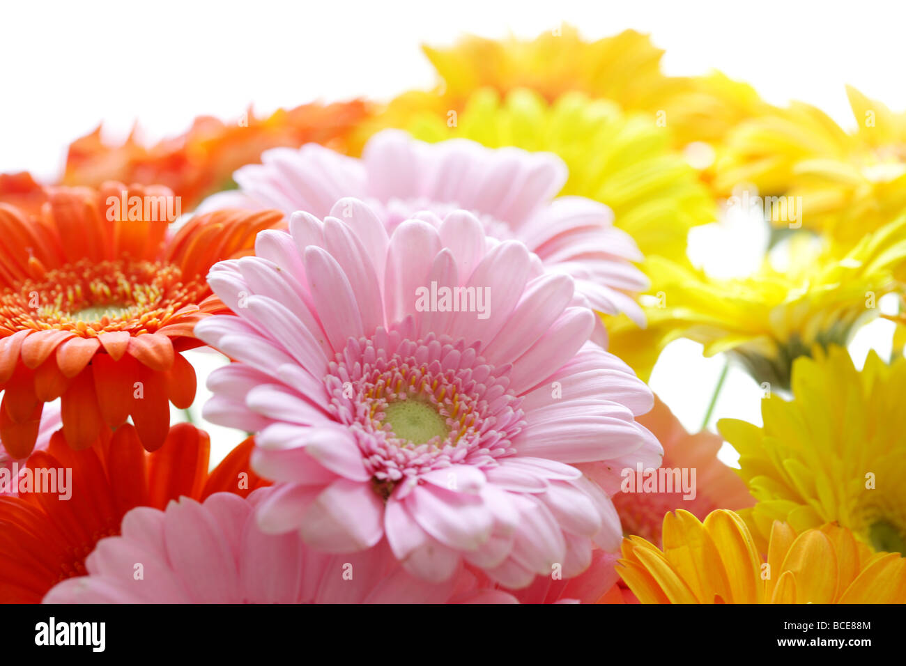 Cortadas frescas Gerberas coloridas flores multicolores con ningún pueblo Foto de stock