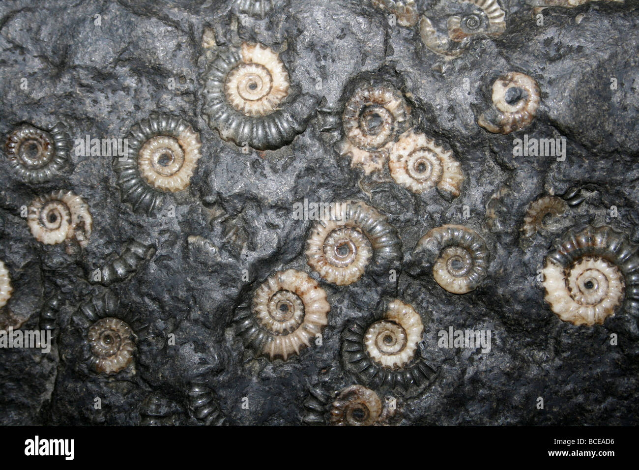 Marston Magna mármol fósil de ammonites Somerset, Inglaterra, Reino Unido. Foto de stock