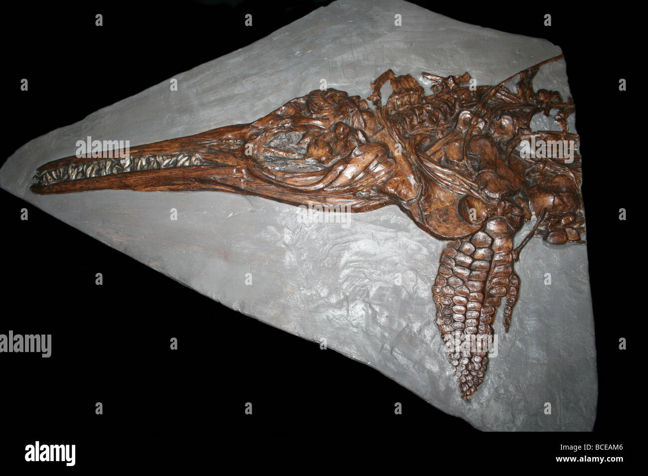 Ichthyosaurus Lia, Dorset, Inglaterra, Reino Unido. Foto de stock