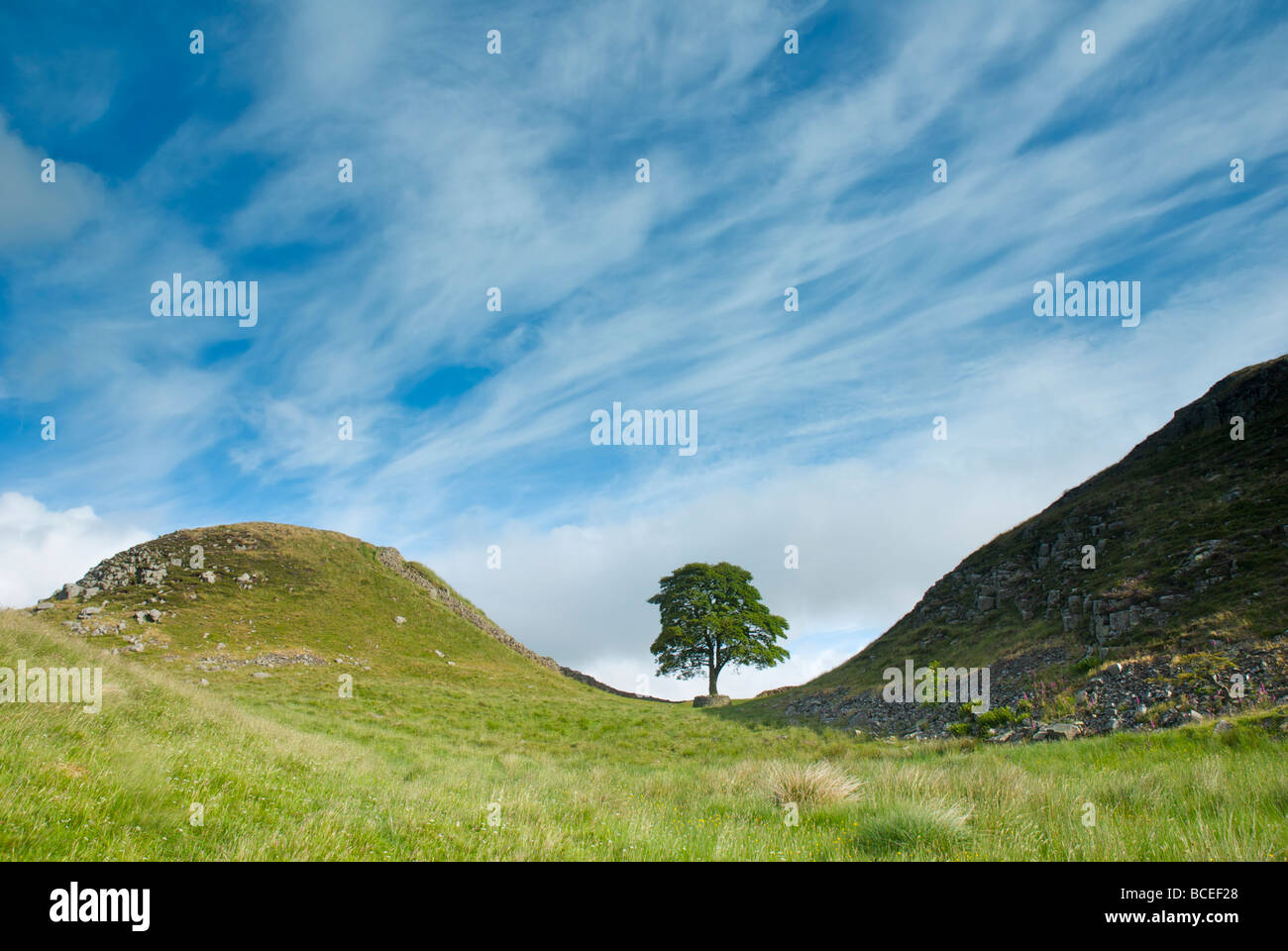 Brecha de sicomoro, acero Rigg, el Muro de Adriano, el Parque Nacional de Northumberland, Inglaterra Foto de stock