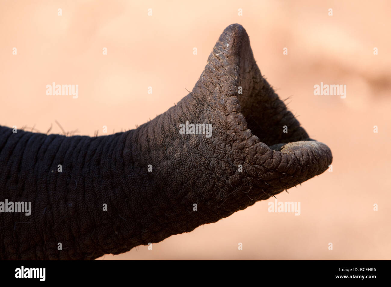 Primer plano de la Trompa de Elefante Foto de stock