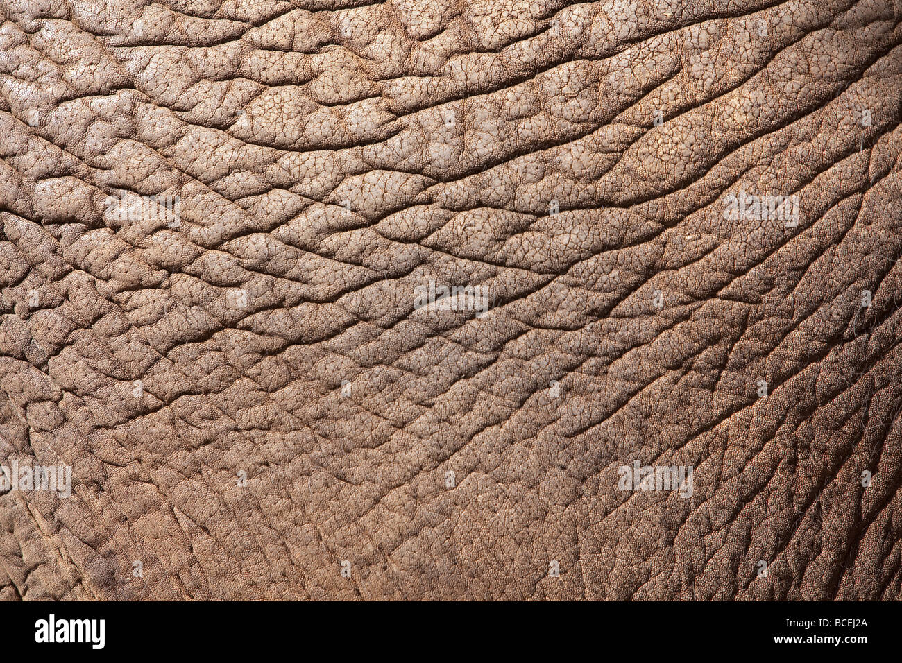 Primer plano de piel de elefante Foto de stock