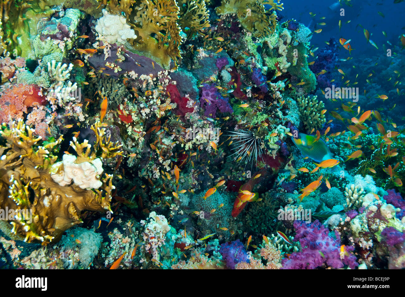 Los peces en un arrecife tropical Foto de stock