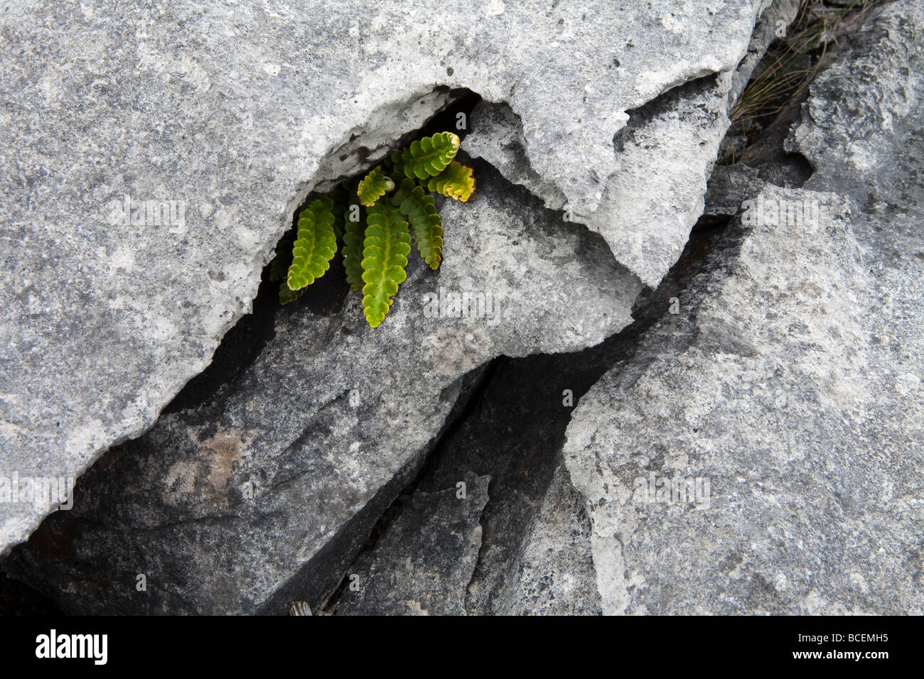 Un helecho que crece en una grieta de roca en el Burren Foto de stock