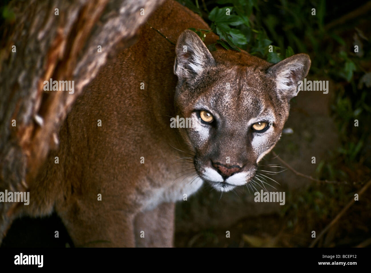 La mirada penetrante de un puma macho asomándose desde detrás de un árbol  Fotografía de stock - Alamy