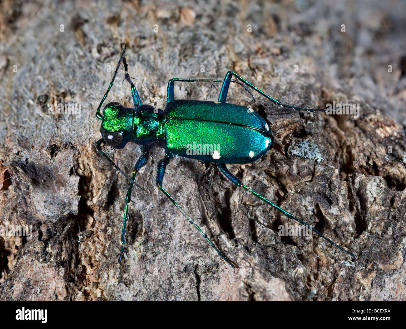 Seis manchada Tigre Verde Escarabajo, Cicindela sexguttata Foto de stock